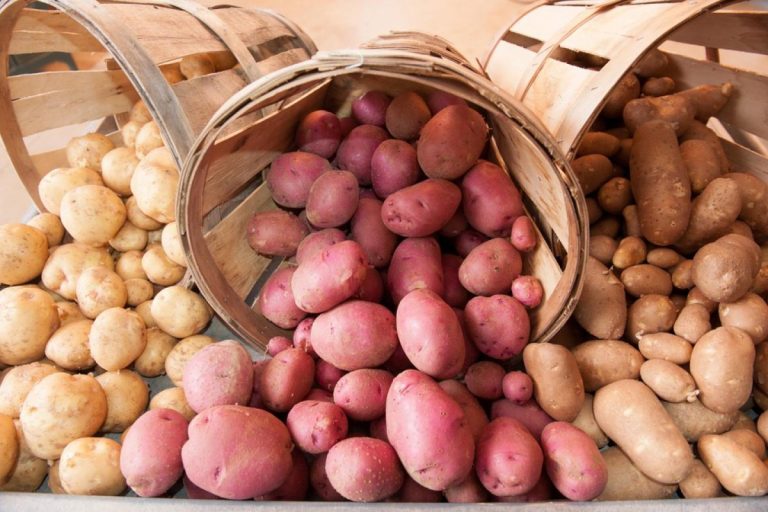 World Potato Congress Inc.는 새로운 국제 고문을 환영합니다