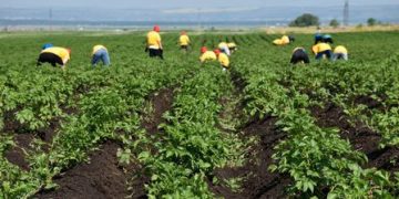 Soldiers of the labor detachment of the head of the city of Krasnoyarsk weeded 70 acres of potatoes