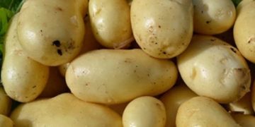 In the Voronezh region, they plan to grow a special variety of potatoes for fast food