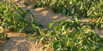 Why Potatoes Love Liquid Foliar Fertilizers