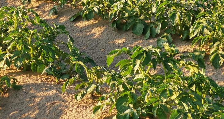 Por qué a las papas les encantan los fertilizantes foliares líquidos