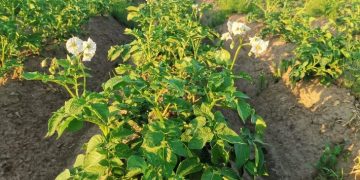 Lithuania supplied liquid foliar fertilizers to Chuvashia