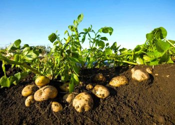 Potato harvesting in the northern region of Turkmenistan