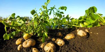 Potato harvesting in the northern region of Turkmenistan