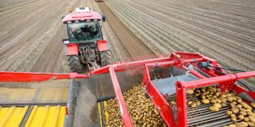 Harvesting of early potatoes started in three regions of Belarus