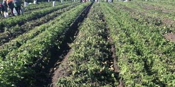 The first 700 tons of early potatoes of the new crop were sent to consumers by farmers of the Stolin region in Belarus