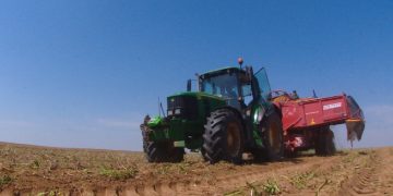 A farm in the Astrakhan Region has started harvesting potatoes, peaches and bananas