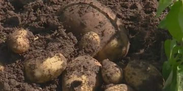 Bryansk potatoes will be grown in winter