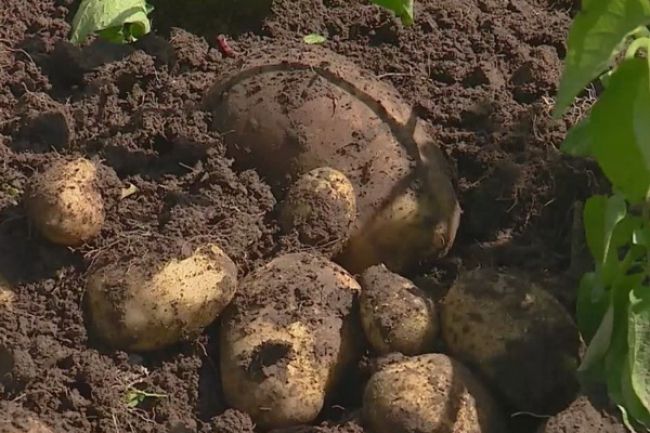 Bryansk potatoes will be grown in winter 42 Bryansk potatoes will be grown in winter