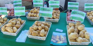 Technologies and prospects for growing potatoes were discussed in the Astrakhan region