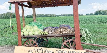 POTATO CONVEYOR IS OPEN