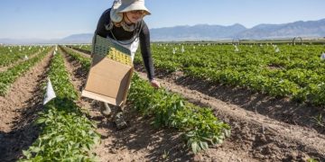 Students gain experience working in MSU’s seed potato program