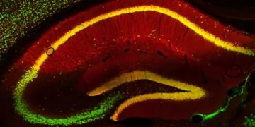 Signal pathway in the brain that controls food intake discovered