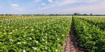 New platform deemed a boon for potato farmers in East Africa