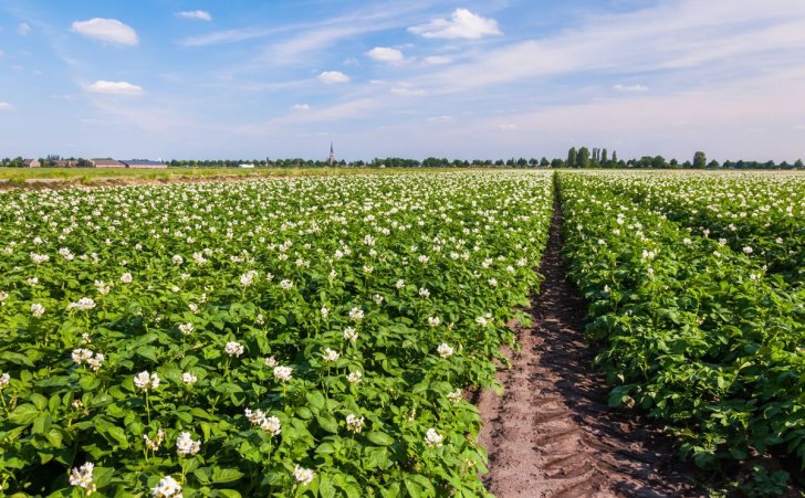 new platform deemed a boon for potato farmers 1200
