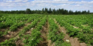 NEPG: New potato season about to begin with many uncertainties