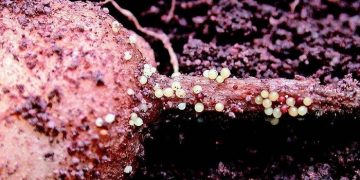 Quarantine for potato nematode remains in the Irkutsk region