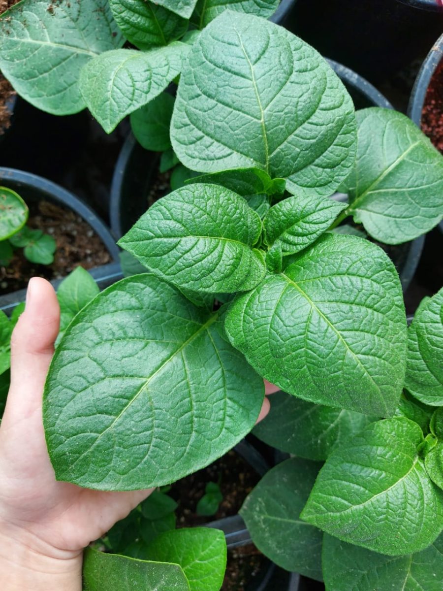 चुवाश स्टेट एग्रेरियन यूनिवर्सिटी में रूसी आलू प्रजनन की उपलब्धियां। 2 फोटो 2022 07 13 16 47 05
