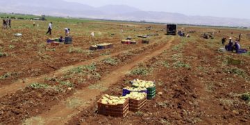 The potato value chain in the province of El-Oued, Algeria