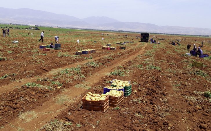 potato processing and storage in algeria 1200