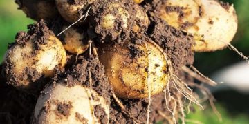 Cyprus Potato Farmers in Distress