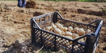 Planting Reductions for Seed and Starch Potatoes