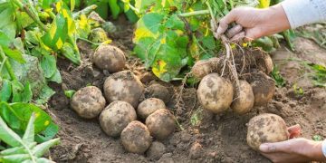 The First Estimates for the EU-04 Zone Potato Area in 2022 Shows an Increase