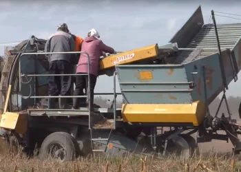 Potatoes in the Ulyanovsk region were sown one and a half times more than in 2021