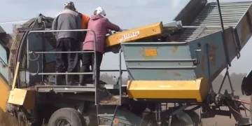 Potatoes in the Ulyanovsk region were sown one and a half times more than in 2021