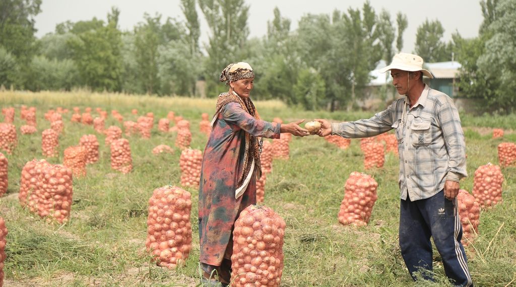 больше зарабатывает на 1 га земли – таджикский фермер или узбекский2