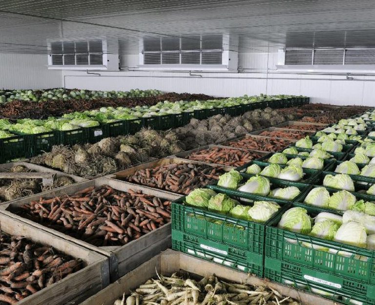 Vegetable storehouses for borscht set are proposed to be built in the Khabarovsk Territory