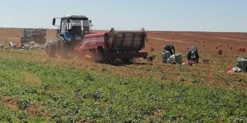 Limansky district of the Astrakhan region shipped more than 12 thousand tons of early potatoes