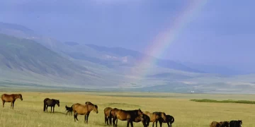 Since the beginning of the year, 1.1 million hectares of unused agricultural land have been returned to the state in Kazakhstan