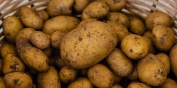 Lukashenko: sanctions benefit Belarusian farmers