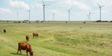 Land to the people: pastures are taken from farmers of the North-Kazakhstan region even in deserted villages
