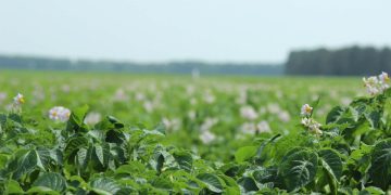 For the first time Komi farmers will provide all the needs of the region in potatoes