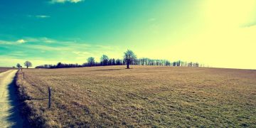 Within the framework of the state program, about 300 hectares were provided in Yegorievsk to increase the production of potatoes and vegetables