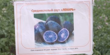 In the Volgograd region may appear its own variety of potatoes