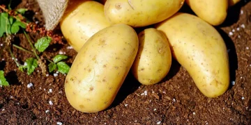 Subsidies for potatoes worth 96 million tenge were appropriated in Kostanay region