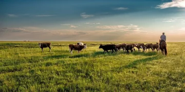 Ministry of Agriculture of Kazakhstan: it is necessary to return to the state at least 5 million hectares of land