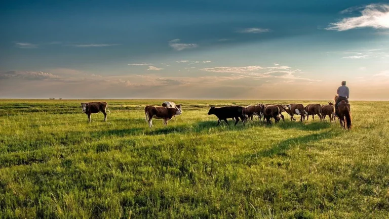 Ministerio de Agricultura de Casaquistán: é necesario devolver ao estado polo menos 5 millóns de hectáreas de terra 47 Ministerio de Agricultura de Casaquistán: é necesario devolver ao estado polo menos 5 millóns de hectáreas de terra