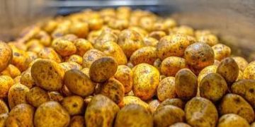 178 thousand tons of potatoes are planned to be harvested in the Kurgan region