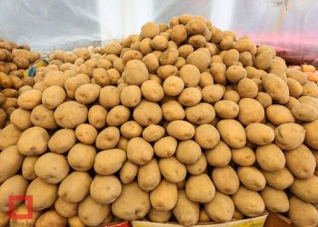 Kazakh farmers expect a rich potato harvest. Prices may come down