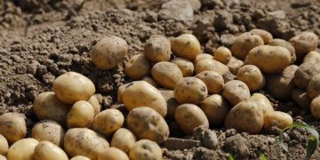 Potato prices skyrocket in US ‘Potato State’