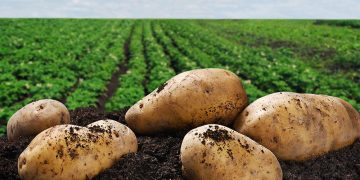 A farmer from the Kola district will receive 5 million rubles for the development of a family farm for growing potatoes
