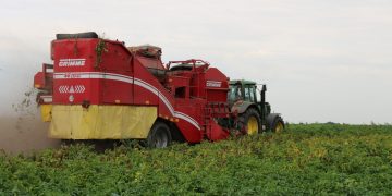 Starodub farmers harvest and sell early potatoes