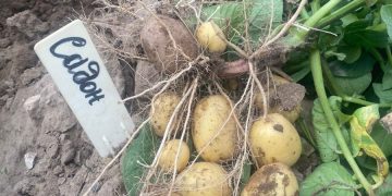 Sadon potatoes are very popular – Fat-Agro