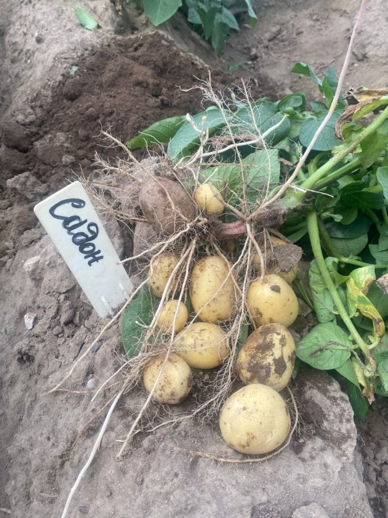 Sadon potatoes are very popular - Fat-Agro 40 Sadon potatoes are very popular – Fat-Agro