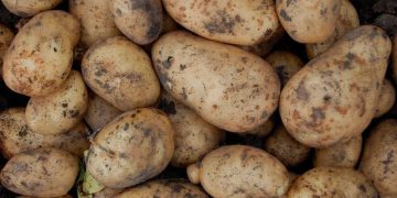 The main supplier of potatoes to Uzbekistan has been revealed