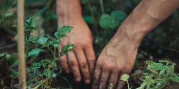 No hints of pesticides found in potato fields in Buryatia